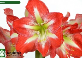 hippeastrum Minerva (2)